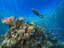 توت توزر ايجبت tut tours egypt